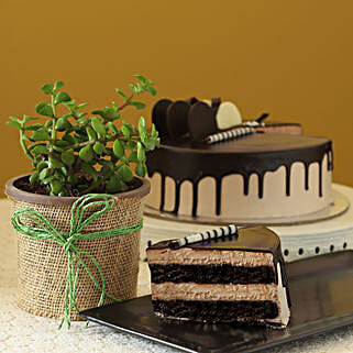 Jade Plant & Eggless Chocolate Cake-picture-14