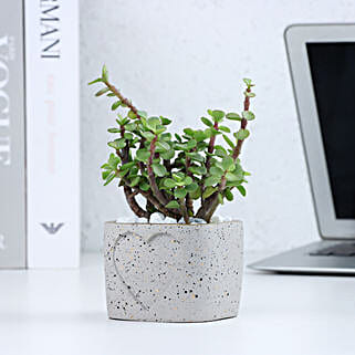 Jade Plant in a Love Pot-picture-35