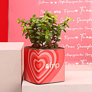 Jade Plant In Love Vase-image-38