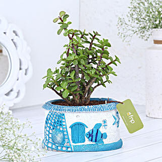 Jade Plant In Sea House Planter Hand Delivery