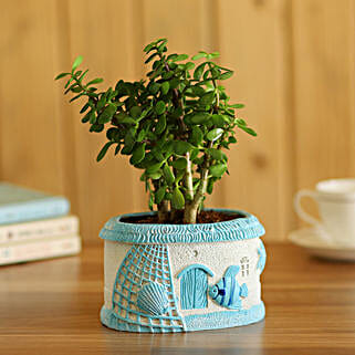 Jade Plant In Sea House Planter-picture-23