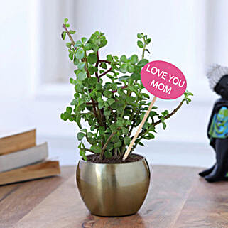 Jade Plant Love For Mom-picture-25