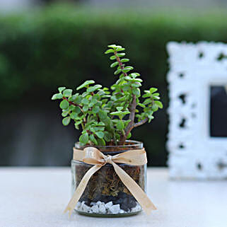 Jade Plant Mason Jar Terrarium-picture-33