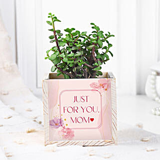 Jade Plant Table Top-picture-43