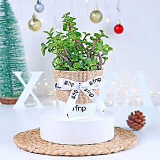 Jade Plant Winter Love Pot