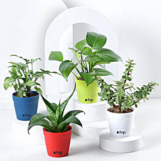 Jade Sansevieria Bamboo Money Plant Set-picture-38