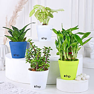 Jade Sansevieria Bamboo Syngonium Plant Set-picture-19