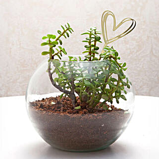 Jade Serenade Love-image-26