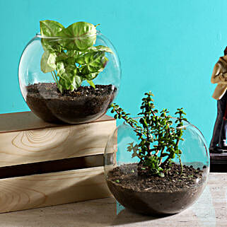 Jade Syngonium Plant in Round Vase-picture-18