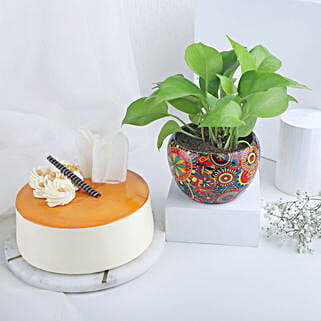 Joyful Money Plant N Cake Combo-picture-13