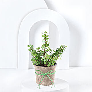 Jute Wrapped Classic Jade Plant Hand Delivery-picture-36