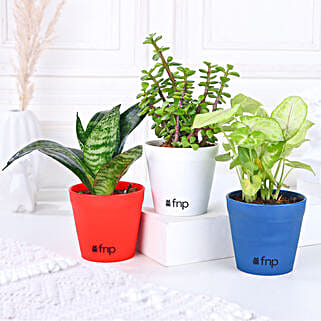 Leafy House Plants Combo-picture-36