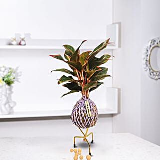 Lipstick Plant Kokedama Style Setup-picture-31