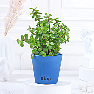 Lively Jade Plant in Yellow Plastic Pot
