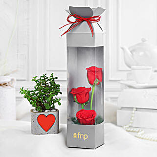 Love Infused Roses N Jade Plant Combo-picture-32