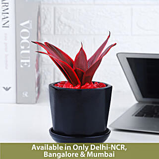 Love Inspired Sansveria Plant In Black Pot-image-39