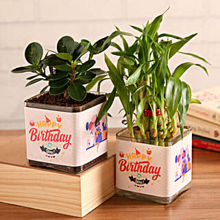 Lucky Bamboo and Ficus Compacta Happy Birthday Greetings Set-picture-15