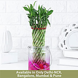 Lucky Bamboo Bliss-picture-39