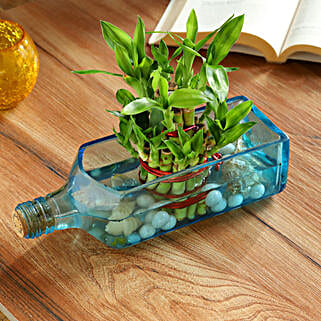 Lucky Bamboo Bombay Sapphire Bottle Planter Hand Delivery-picture-16