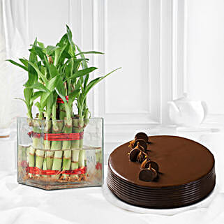 Lucky Bamboo Eggless Truffle Cake Combo-picture-12