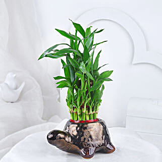 Lucky Bamboo In Tortoise Fun Pot-picture-35