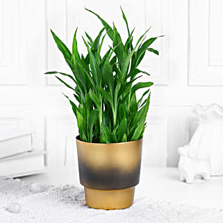 Lucky Bamboo Plant In Golden Touch Pot