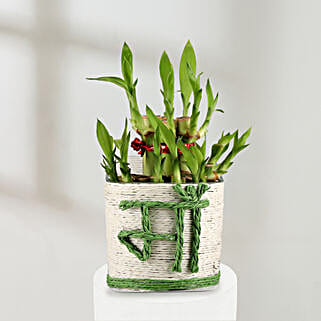 Lucky Bamboo Plant to Mom-picture-16