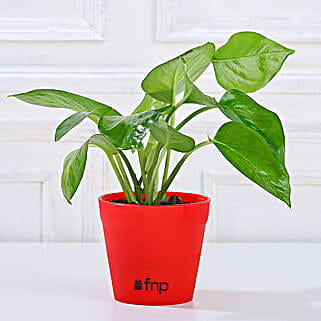 Lucky Money Plant Yellow Pot-picture-16