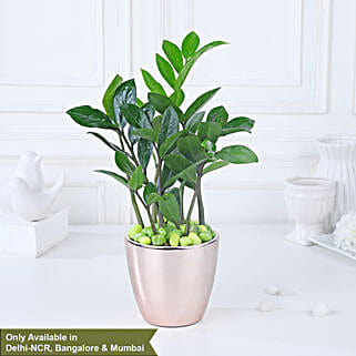 Luxe Gold Zamioculcas Harmony-picture-15