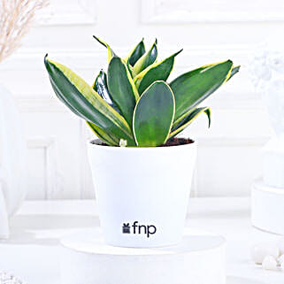 MILT Sansevieria Plant in Imported Plastic Pot