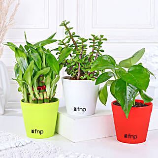 Money Bamboo Jade Plant Set