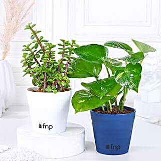 Money Jade Plant Set-image-9