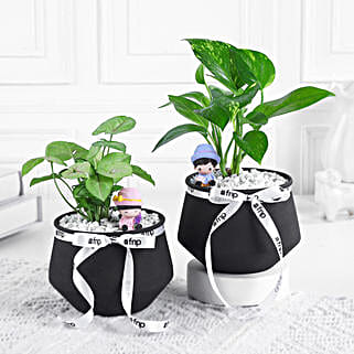 Money N Syngonium Plant Harmony-picture-36