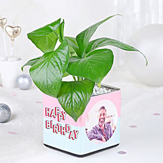 Money Plant Birthday Edition-picture-33