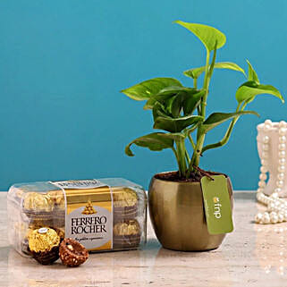 Money Plant Ferrero Rocher Combo Hand Delivery-picture-11