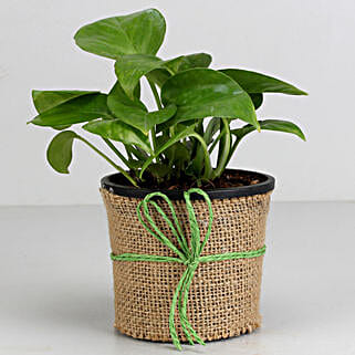 Money Plant in Black Plastic Pot-picture-20