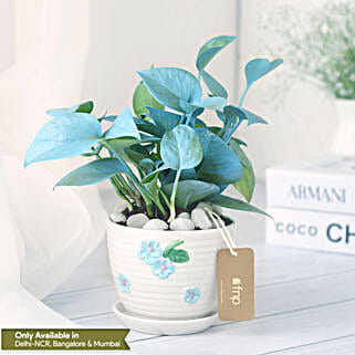 Money Plant in Elegant White Pot-picture-31