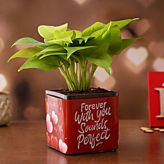 Money Plant In Forever With You Sounds Perfect Sticker Vase Hand Delivery-picture-35