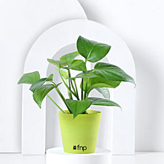 Money Plant in Imported Plastic Pot-picture-20