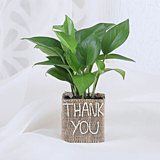 Money Plant In Thank You Vase-picture-28