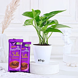 Money Plant In Yellow Pot & Cadbury Chocolates-picture-13