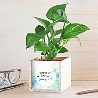 Money Plant Love For Dad-picture-14