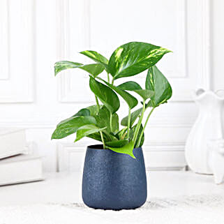 Money Plant Love-picture-13