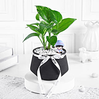Money Plant N Miniature Charm-picture-12