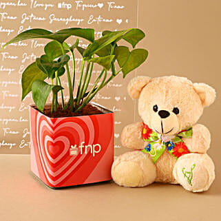 Money Plant N Teddy Love Combo Hand Delivery-image-33