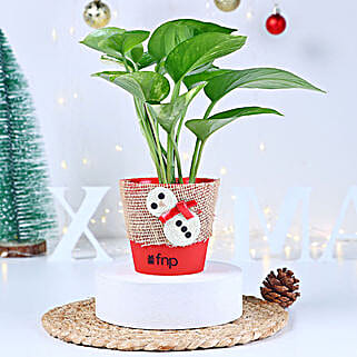 Money Plant Red Pot Gift-image-8