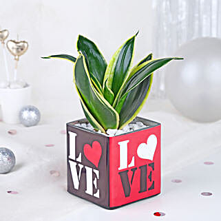 Money Plant Sentiments-picture-40