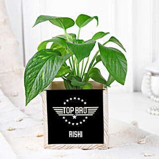 Money Plant Surprise For Brother-picture-11