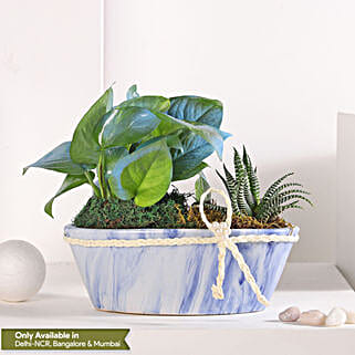 Money Plant Symphony in Blue Pot-image-10