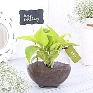 Money Plant Terrarium For Birthday-picture-30